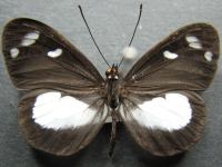 Tellervo zoilus zoilus - Adult